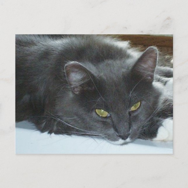 Meow Cats 8 Postcard (Front)