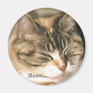 Meow... Magnet