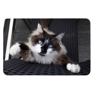 Meow! Magnet