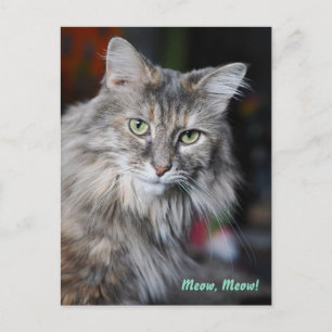 Meow Meow Cat Portrait Holiday Postcard