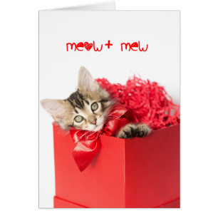 Meow + Mew Kitten