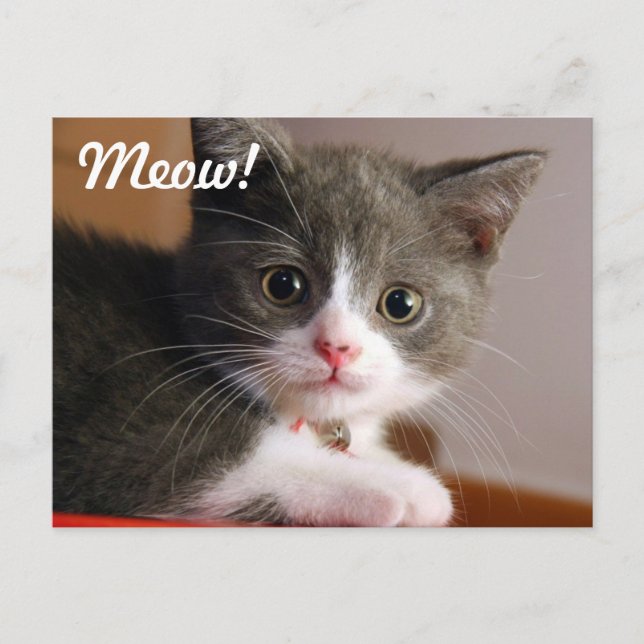 Meow! Postcard (Front)