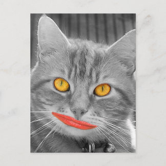 Meow Postcard