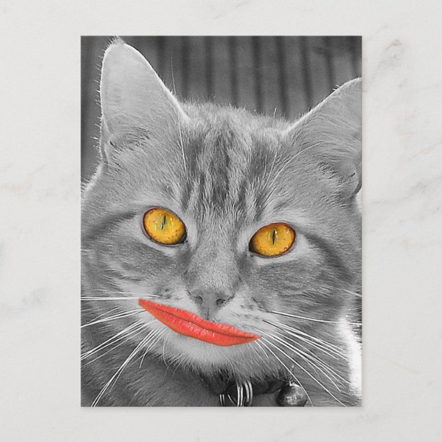 Meow Postcard (Front)