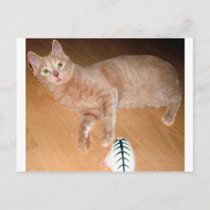 MEOW POSTCARD