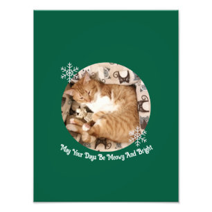 Meowy And Bright , Cat Photo , Print