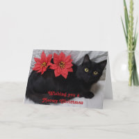 Meowy Christmas Black Cat Red Poinsettias Photo