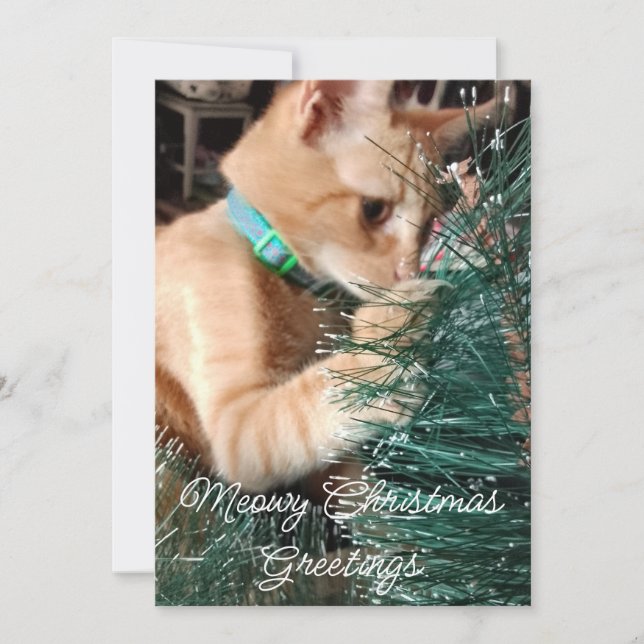 Meowy Christmas Greetings , Cat, Photo And Text, Holiday Card (Front)