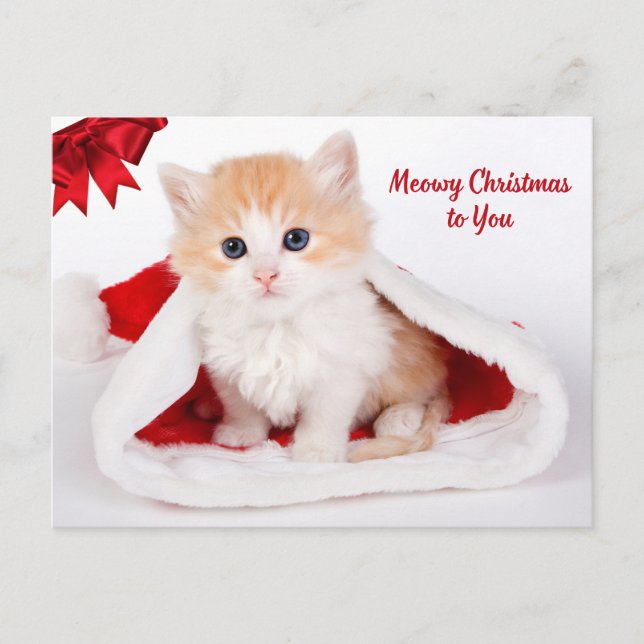 Meowy Christmas to You Cute Cat in Santa Hat Holiday Postcard (Front)