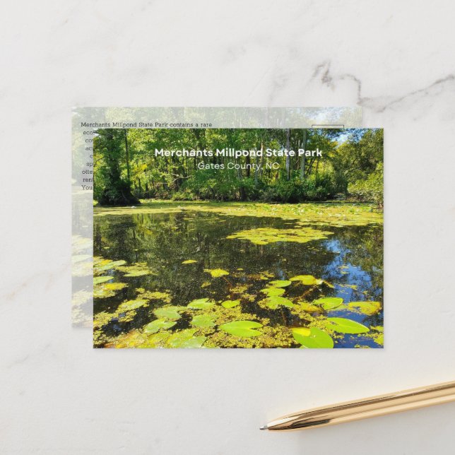 Merchants Millpond State Park, NC Postcard (Front/Back In Situ)
