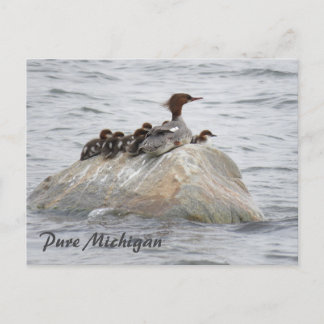 Merganser and chicks, Northern Michigan postcard