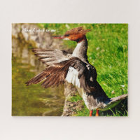 Merganser Duck