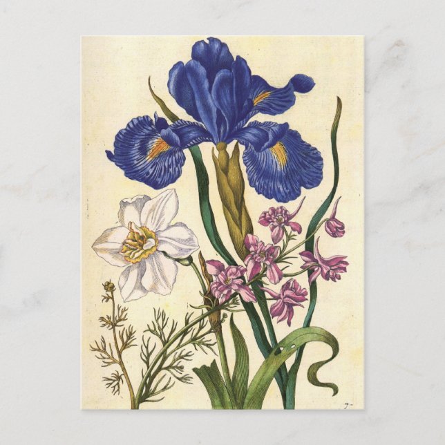 Merian Floral Art Postcard (Front)