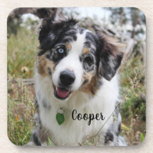 Merle Australian Shepherd Puppy Coaster