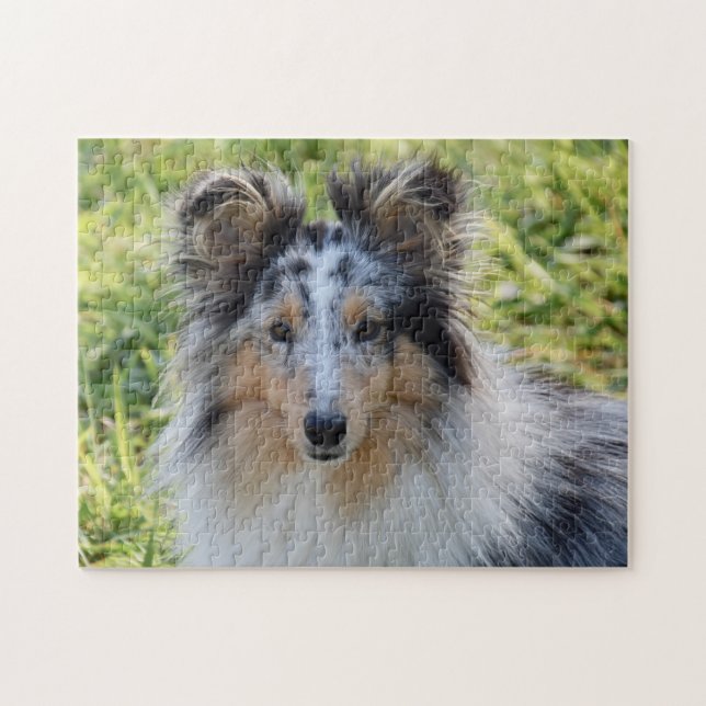 Merle Shetland Sheepdog - Sheltie Dog Jigsaw Puzzle (Horizontal)