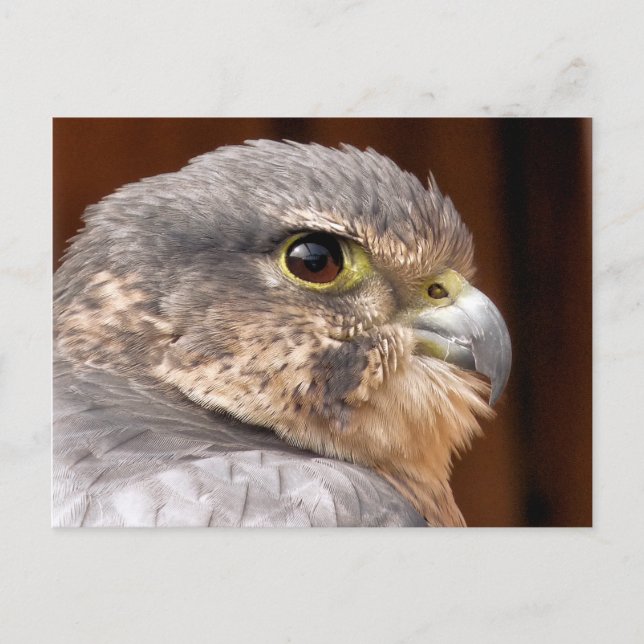 MERLIN FALCON BIRD OF PREY POSTCARD (Front)