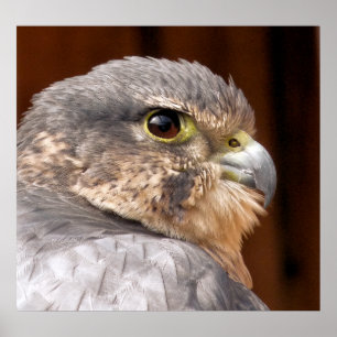 MERLIN FALCON BIRD OF PREY POSTER