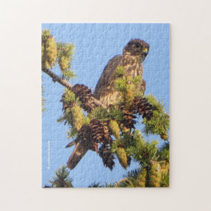 Merlin Falcon in the Pine Tree Jigsaw Puzzle