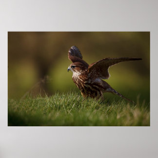 Merlin Falcon taking flight Poster
