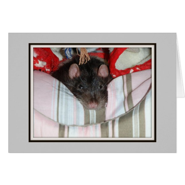 Merlin Lazy (Front Horizontal)