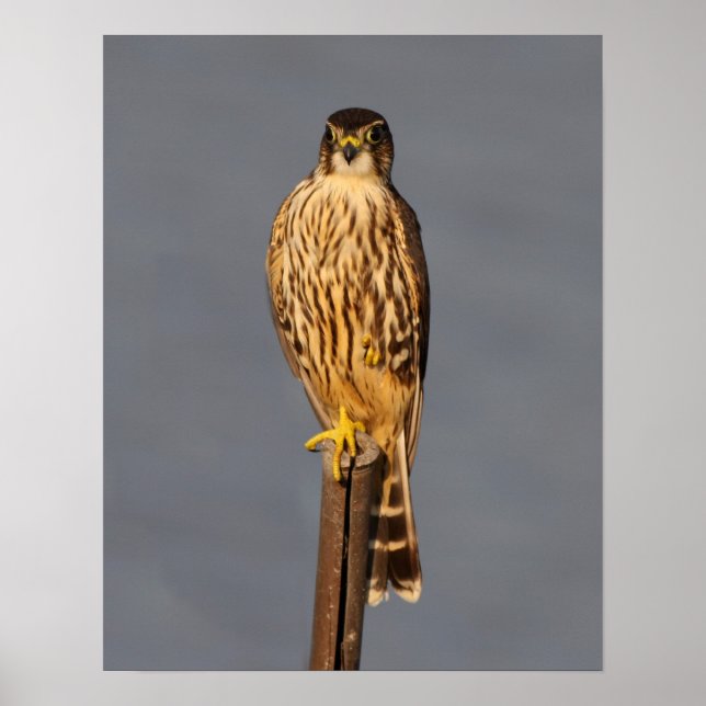 Merlin Poster (Front)