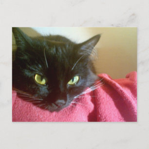 Merlin the Cat Postcard