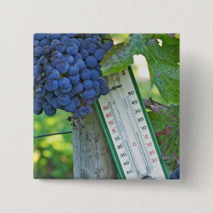 Merlot grapes at Chateau la Grave Figeac, a 15 Cm Square Badge