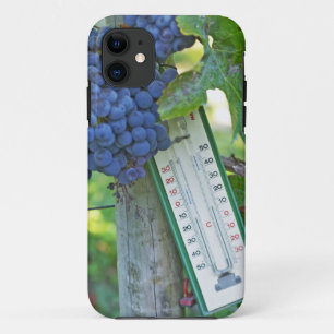 Merlot grapes at Chateau la Grave Figeac, a iPhone 11 Case