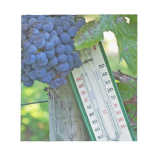 Merlot grapes at Chateau la Grave Figeac, a Notepad