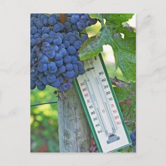 Merlot grapes at Chateau la Grave Figeac, a Postcard (Front)