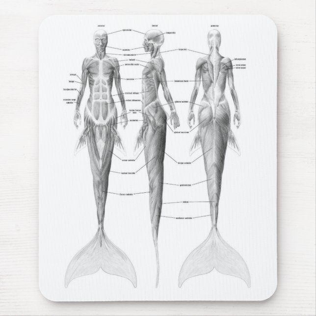 MERMAID ANATOMY MOUSE PAD (Front)