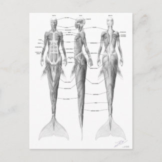 Mermaid musculature postcard