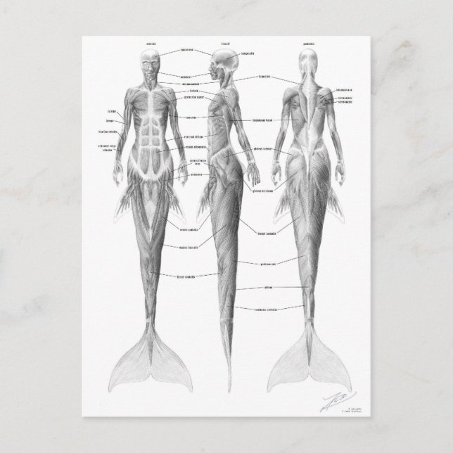 Mermaid musculature postcard (Front)