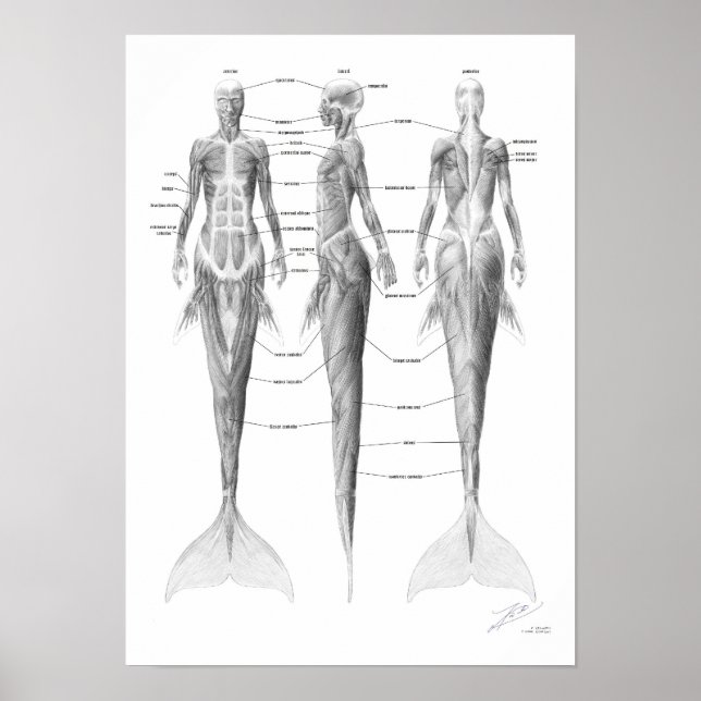 Mermaid Musculature Poster (Front)