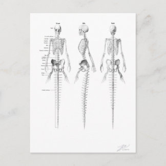 Mermaid skeleton postcard