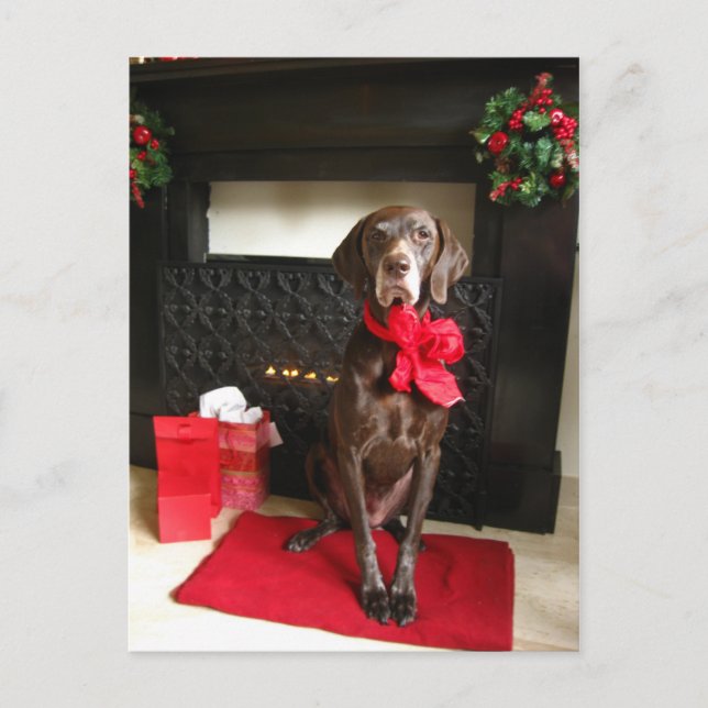merry chrismas pointer holiday postcard (Front)