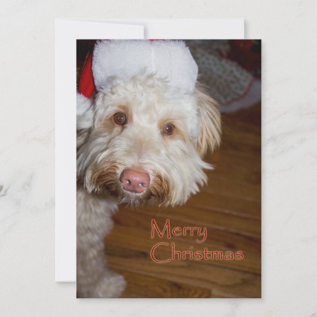 Merry Christmas  A Labradoodle with a Santa hat on Holiday Card (Front)