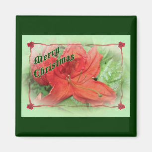 Merry Christmas Azalea Magnet