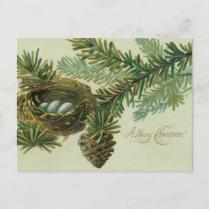 Merry Christmas Bird Eggs Holiday Postcard