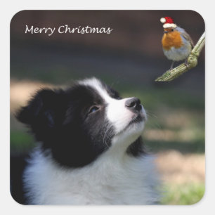 Merry Christmas Border Collie and Robin Square Sticker