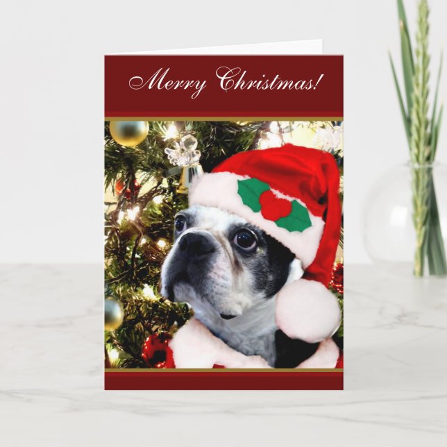 Merry Christmas Boston terrier Holiday Card (Front)