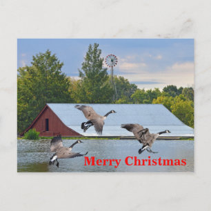 Merry Christmas Canada Geese Landing On The Pond Holiday Postcard