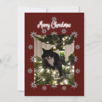 Merry Christmas card with Tuxedo cat on my tree.