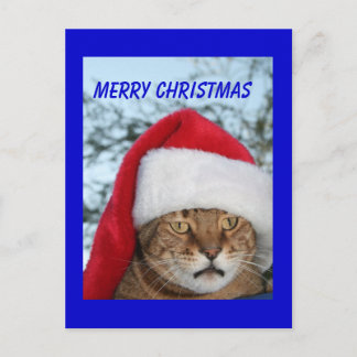 MERRY CHRISTMAS Cat Holiday Postcard