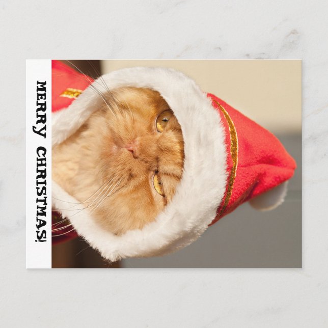 Merry Christmas Cat Holiday Postcard (Front)