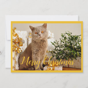 Merry Christmas Cat Photo Season Greetings Holiday Card