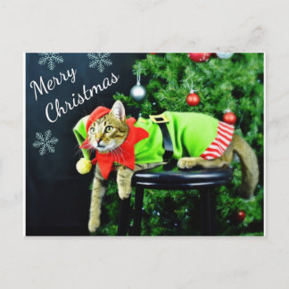 Merry Christmas Cat Postcard