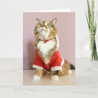 Merry Christmas cat santa puss Holiday Card
