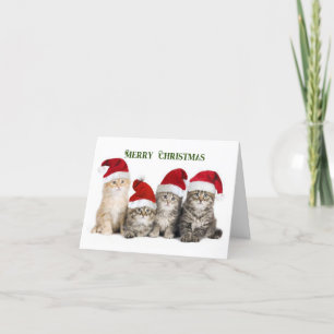 Merry Christmas Cats Holiday Card