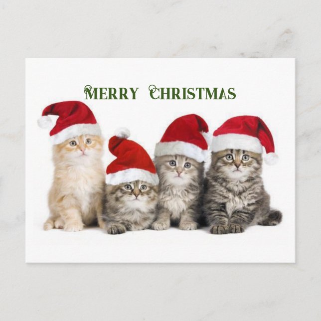 Merry Christmas Cats Holiday Postcard (Front)